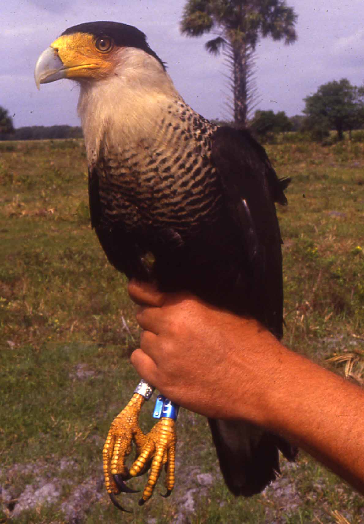 Where do all the caracaras that winter in central Arizona go during